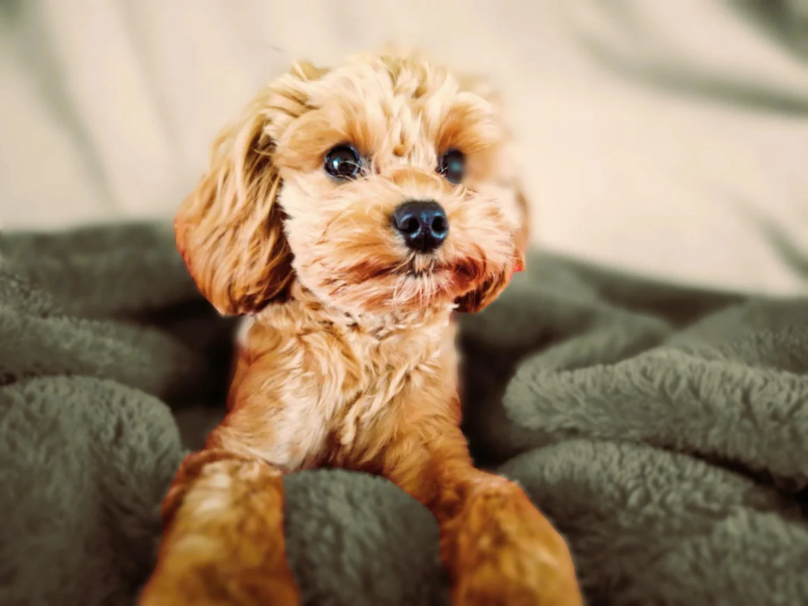 Image of cute dog sitting on a blanket