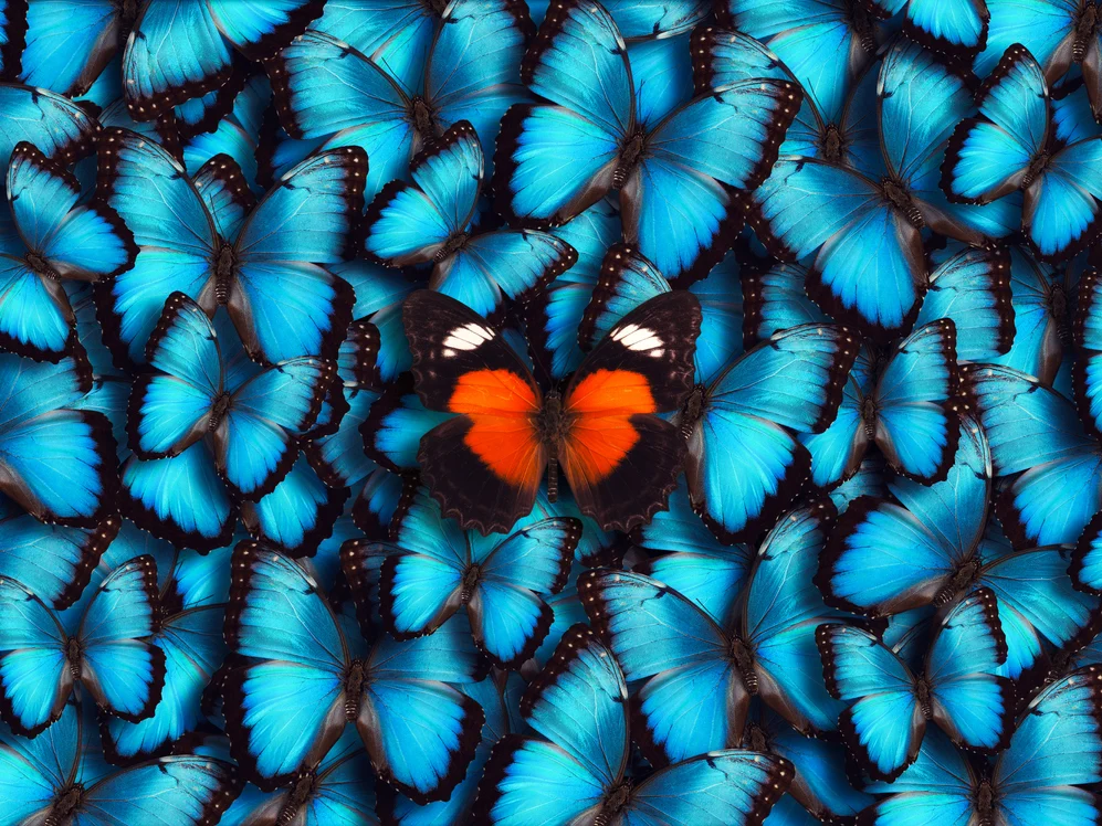 Image of a red butterfly among many blue butterflies