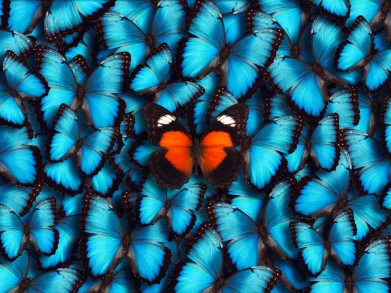 Image of a red butterfly among many blue butterflies